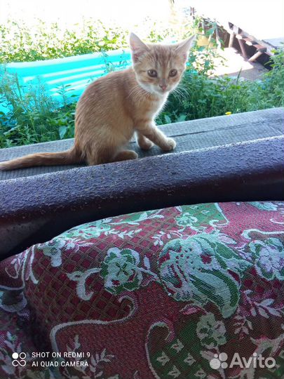 Шотландский вислоухий