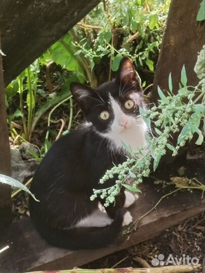 Кошки в добрые руки бесплатно