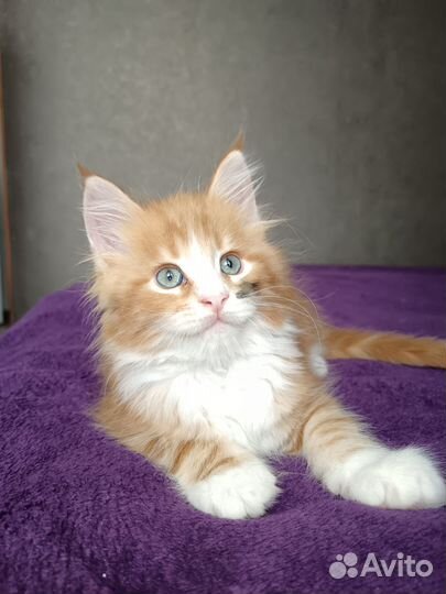 Продаю кунят 2 месяца