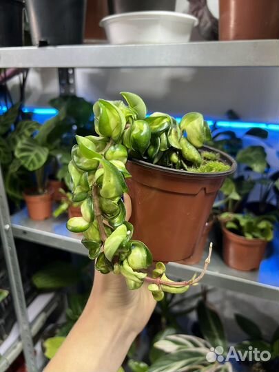 Хойя Компакта вариегатная