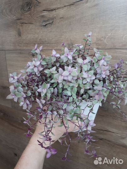 Каллизия Пинк леди, Бьянка, Грин