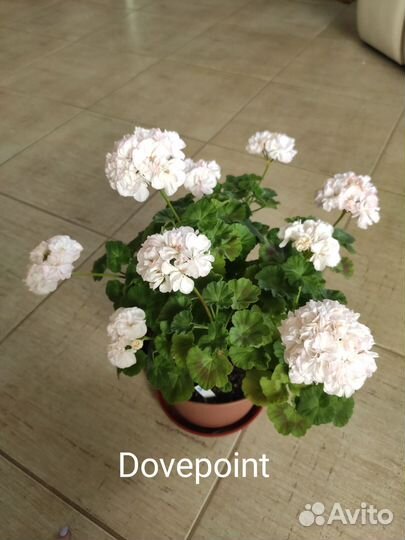 Пеларгония герань сортовая