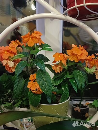 Пеларгония