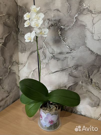 Орхидея фаленопсис