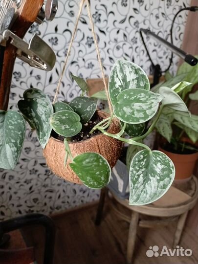 Сциндапсус