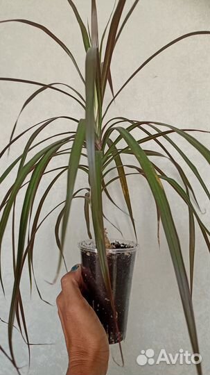 Декоративнолиственные