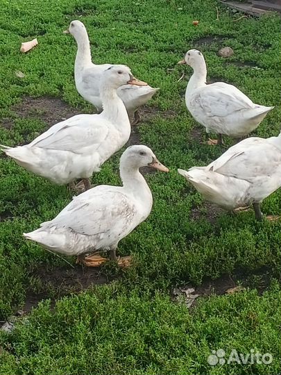 Утки муларды