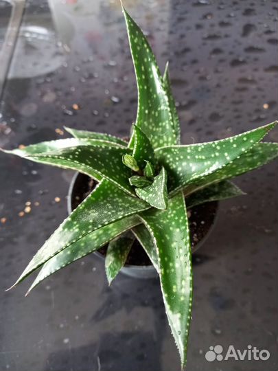 Алоэ остистое, толстянка, сансевиерия