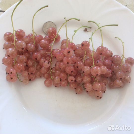 Смородина золотистая,черная,красная,розовая,белая