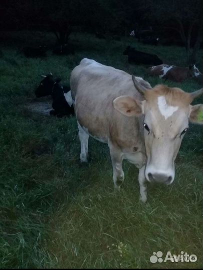 Продажа крс