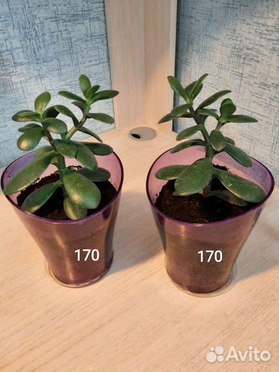 Продам цветы комнатные