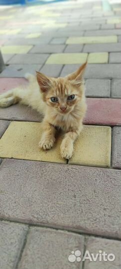 Милый котенок