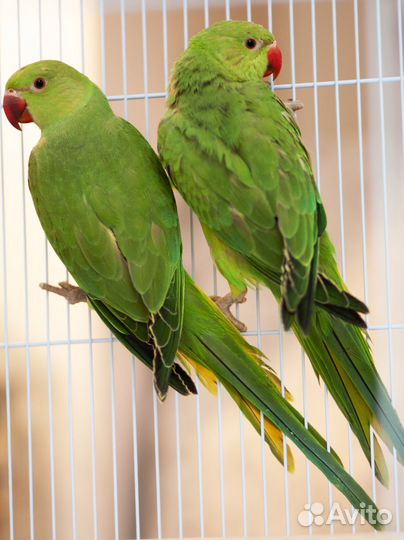 Ожереловый зеленый попугай птенцы