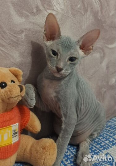 Донской сфинкс котёнок