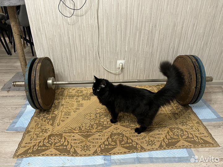 Спортивные блины СССР и гриф