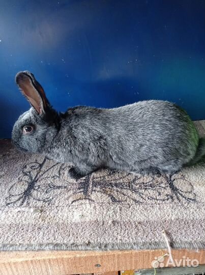 Полтавское серебро, нзк и нзб