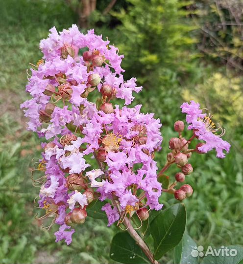 Лагерстремия