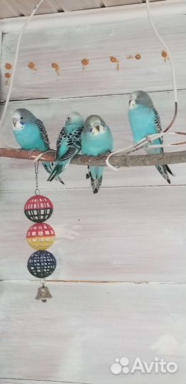 Птенцы волнистых попугаев, 1 месяц