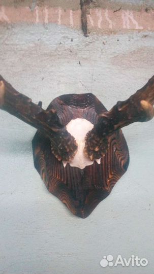 Таксидермия