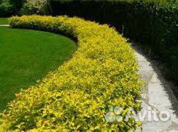 Спирея японскаяГолден Принцесс