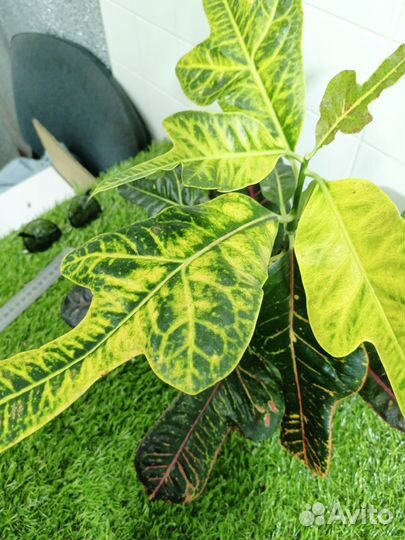 Кротон экселент