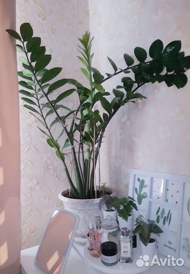 Замиокулькас