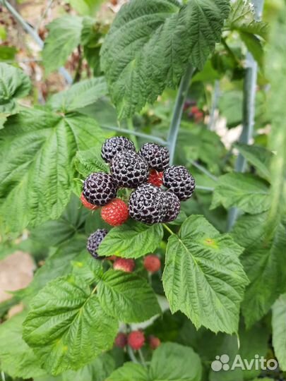 Черная малина