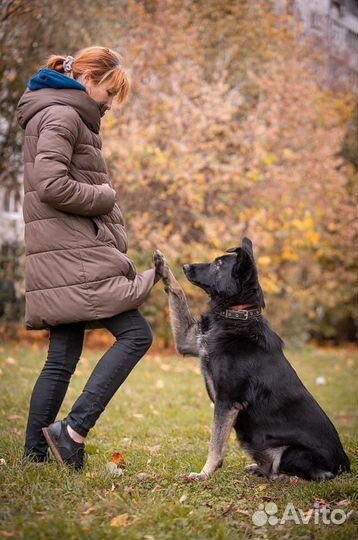 Собака Лима