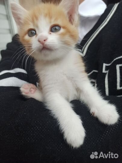 Кошка,кот