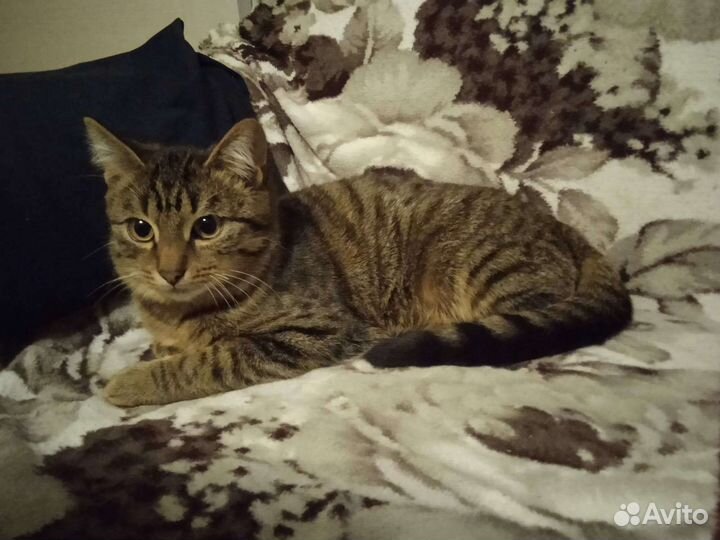 Кошка стерилизована 6 лет