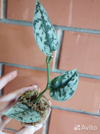 Сциндапсус Silver lady