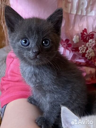 Котенок ищет дом