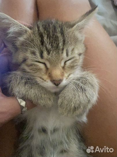 Котенок в дар