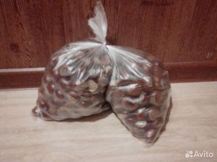 Каштан конский