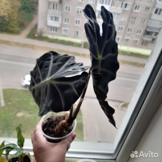 Алоказия полли