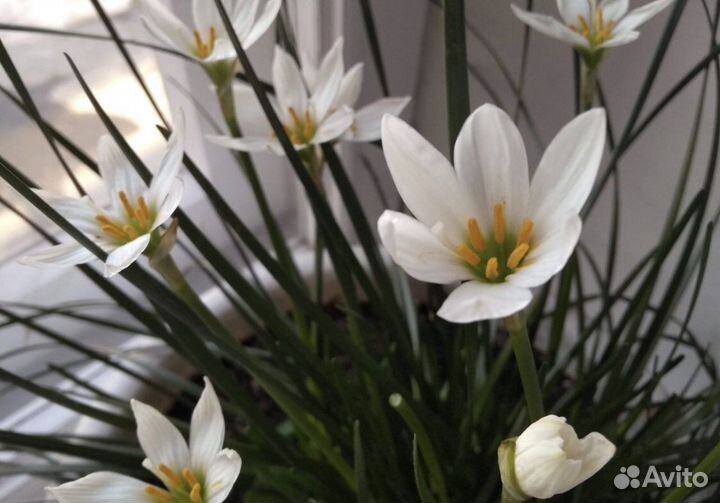 Зефирантес цветущий белый