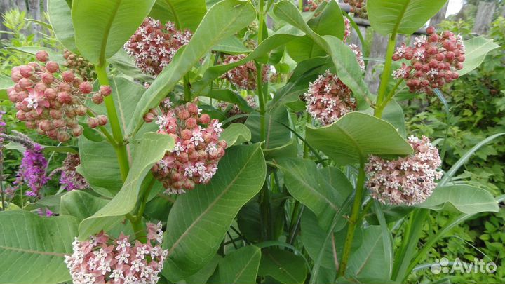 Ваточник широколистный