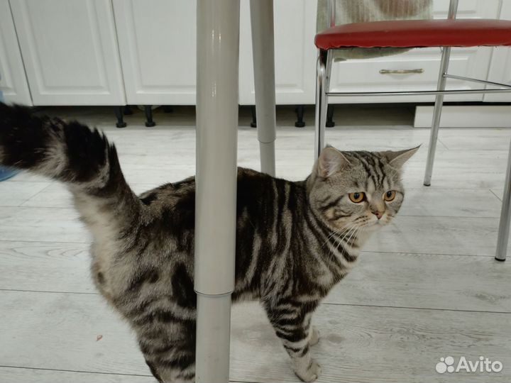 Британский кот