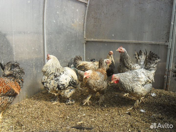 Петухи домашние