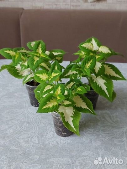 Колеус Визард 