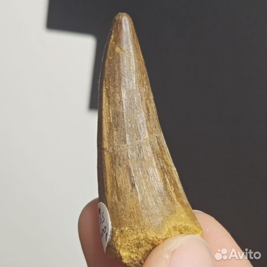 Зуб динозавра спинозавра Spinosaurus окаменелый