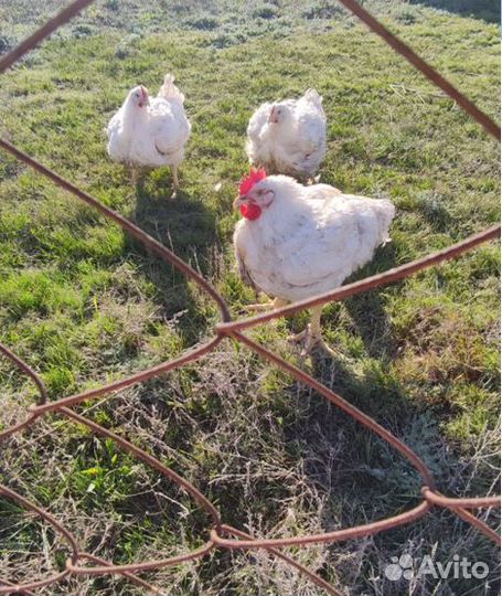 Самая вкусная курица, домашний бройлер. Живой вес