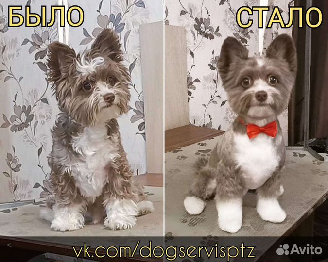 Стрижка собак