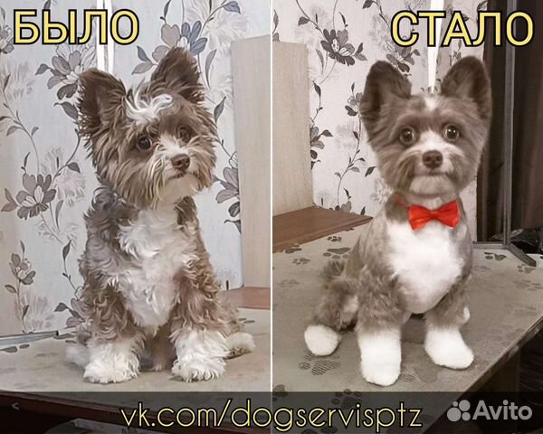 Стрижка собак