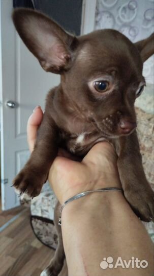 Мини той-терьер щенки