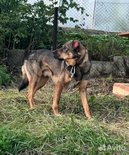 Собака Балу