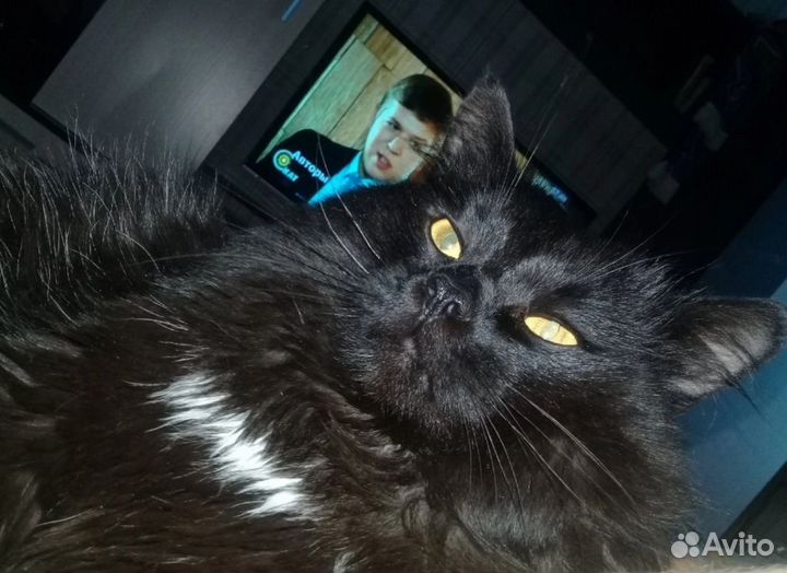 Отдаём котика в добрые руки