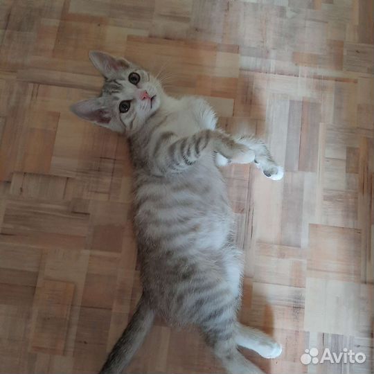 Котята в добрые руки бесплатно