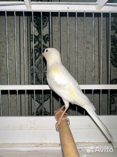 Канарейка