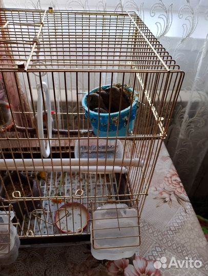 Зебровые амадины